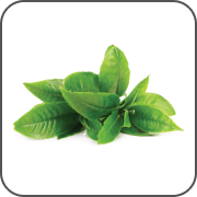 Ceai verde