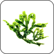 Fucus