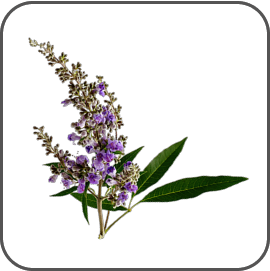 Vitex agnus-castus